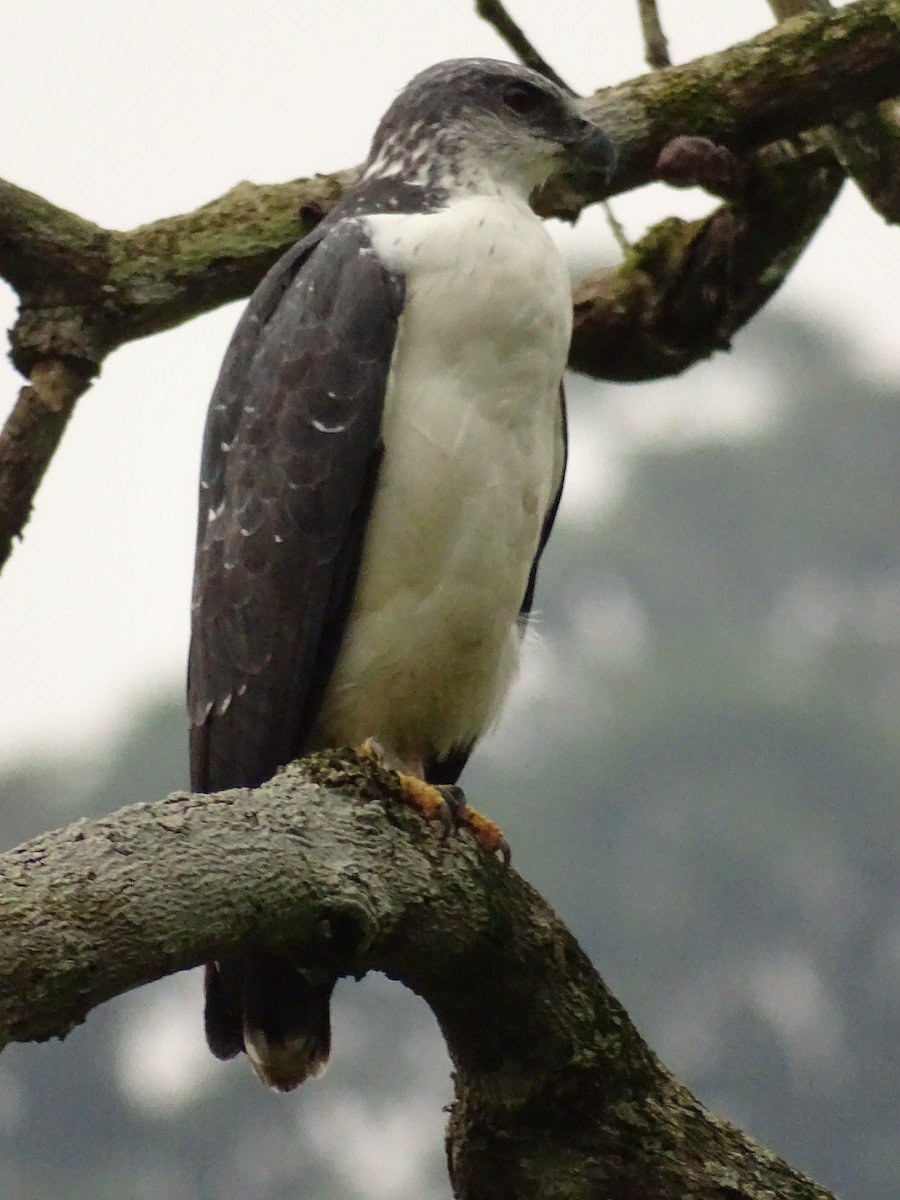 Gray-backed Hawk - ML620073326