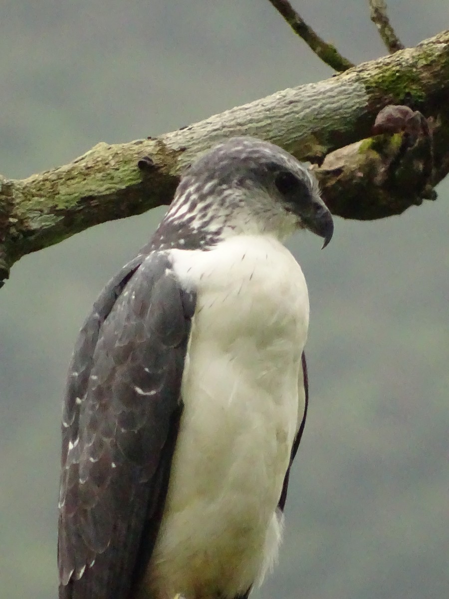 Gray-backed Hawk - ML620073328