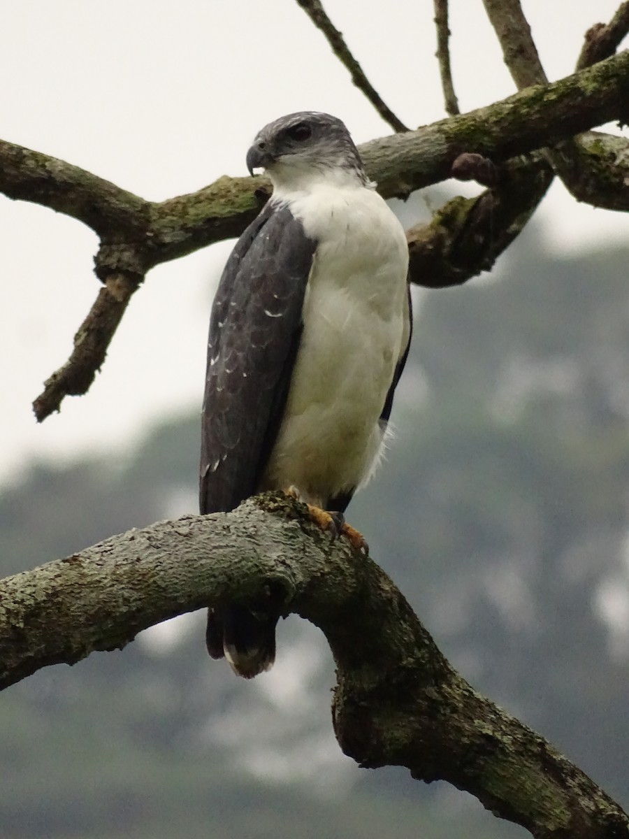 Gray-backed Hawk - ML620073332