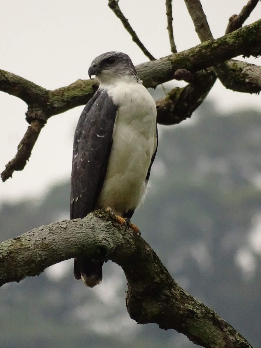 Gray-backed Hawk - ML620073333