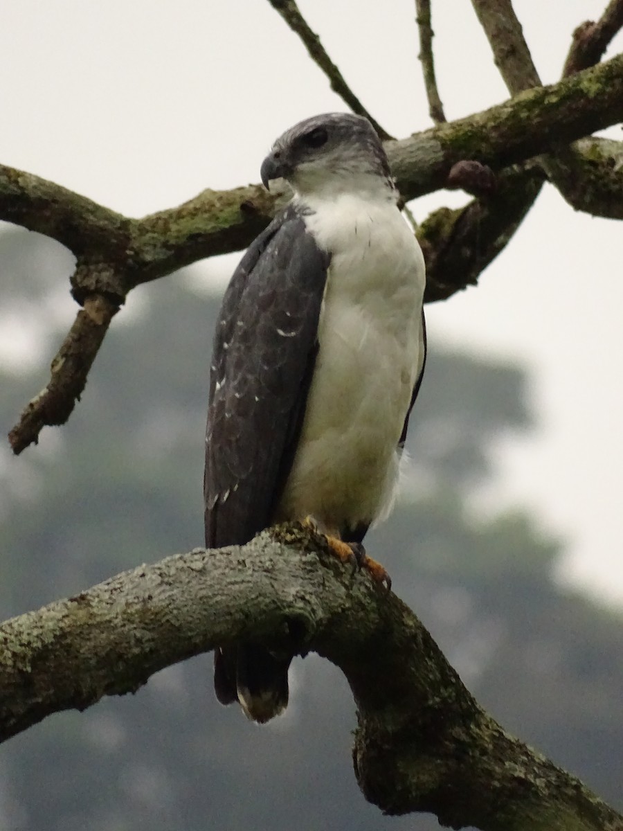 Gray-backed Hawk - ML620073334