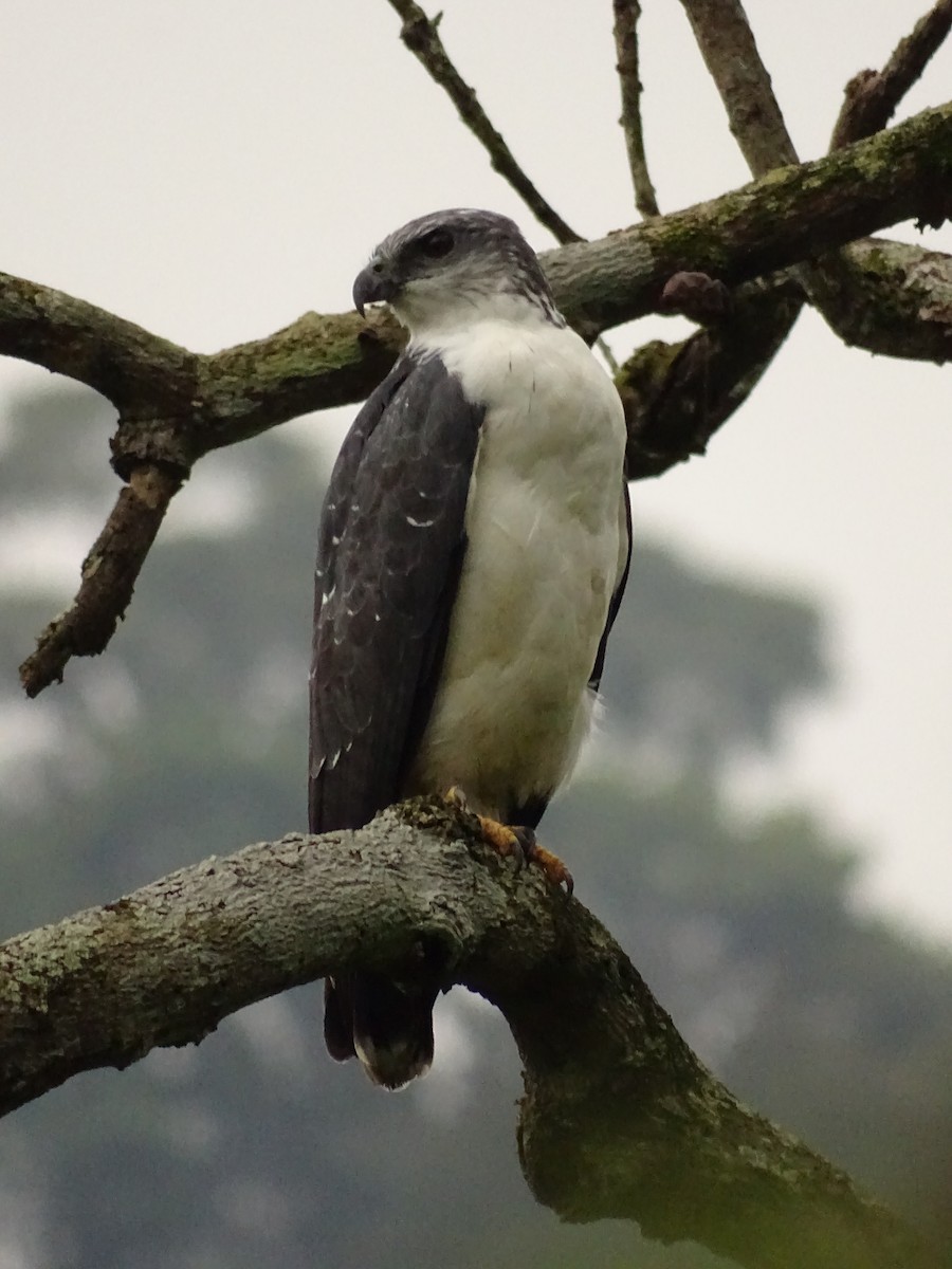 Gray-backed Hawk - ML620073336