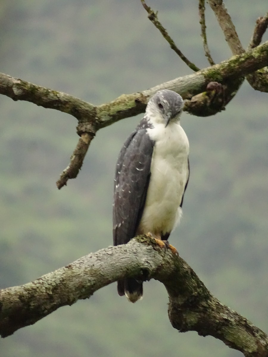 Gray-backed Hawk - ML620073338