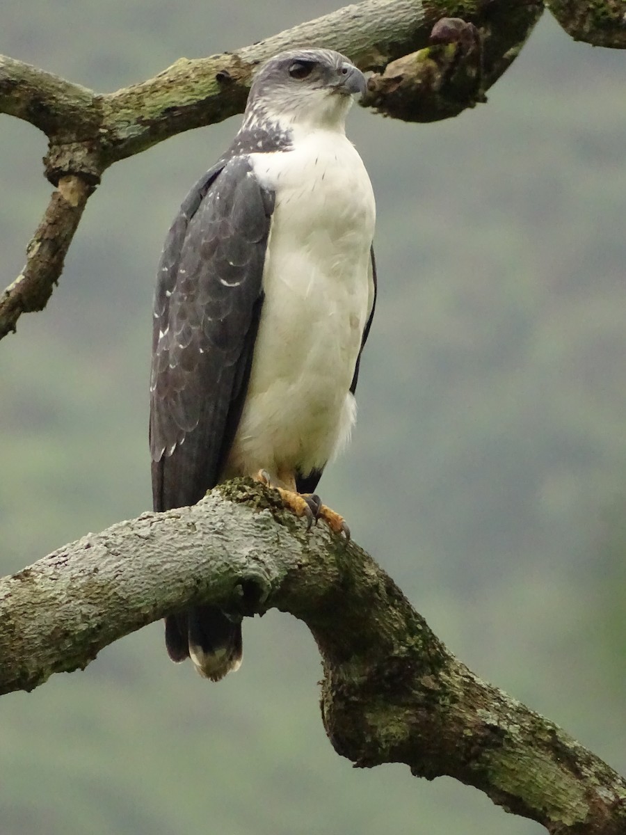 Gray-backed Hawk - ML620073340