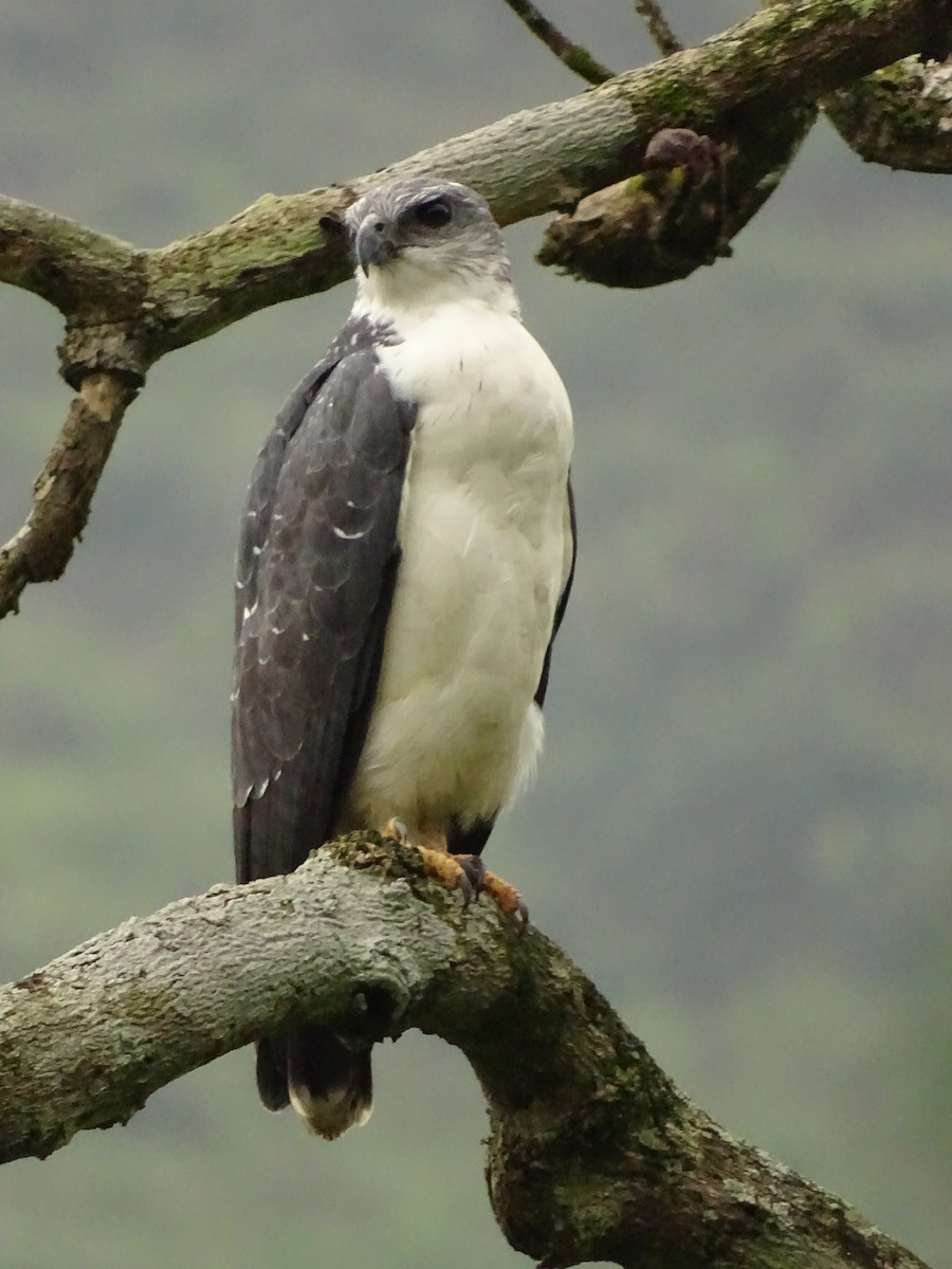 Gray-backed Hawk - ML620073341