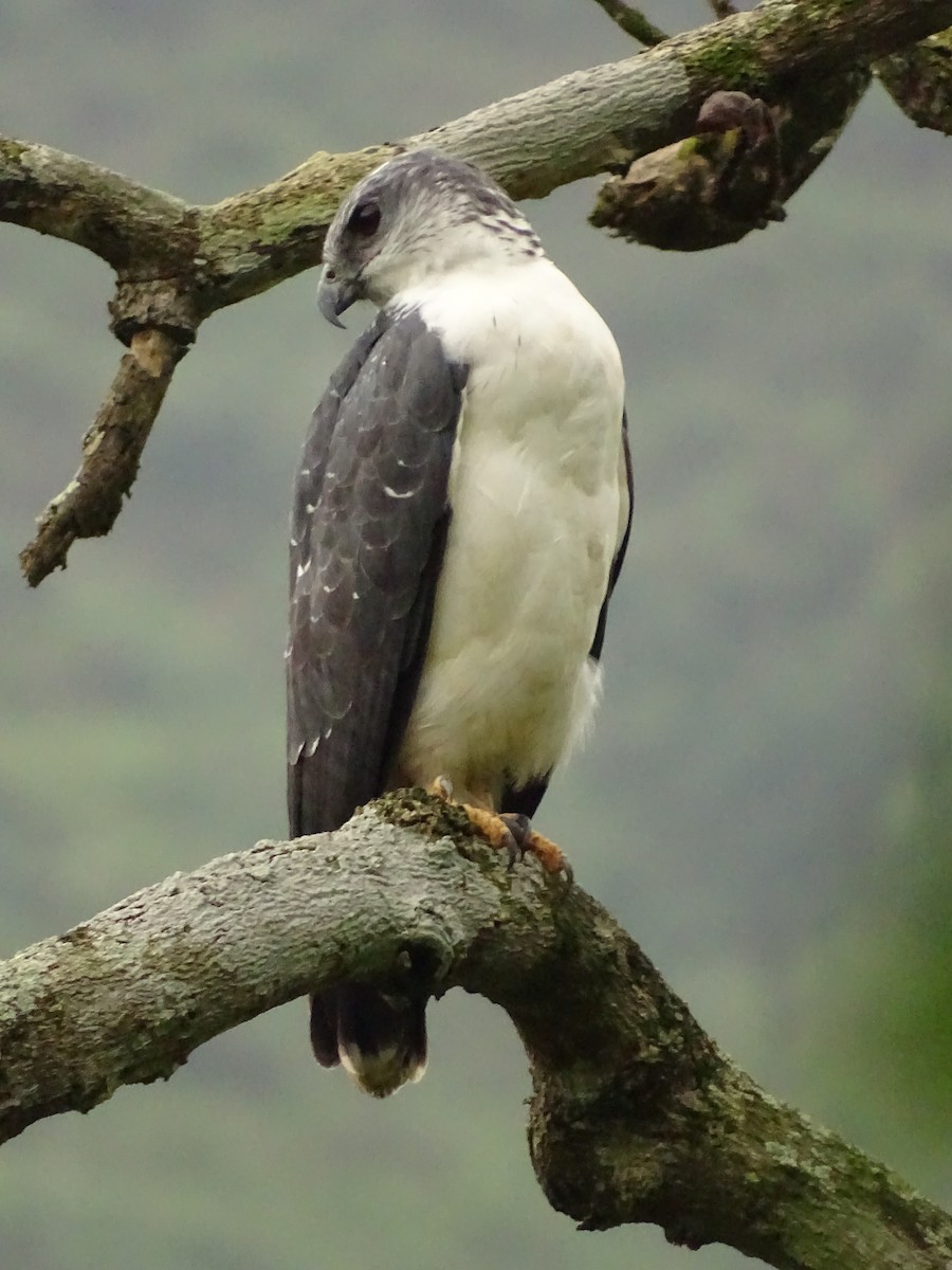 Gray-backed Hawk - ML620073343