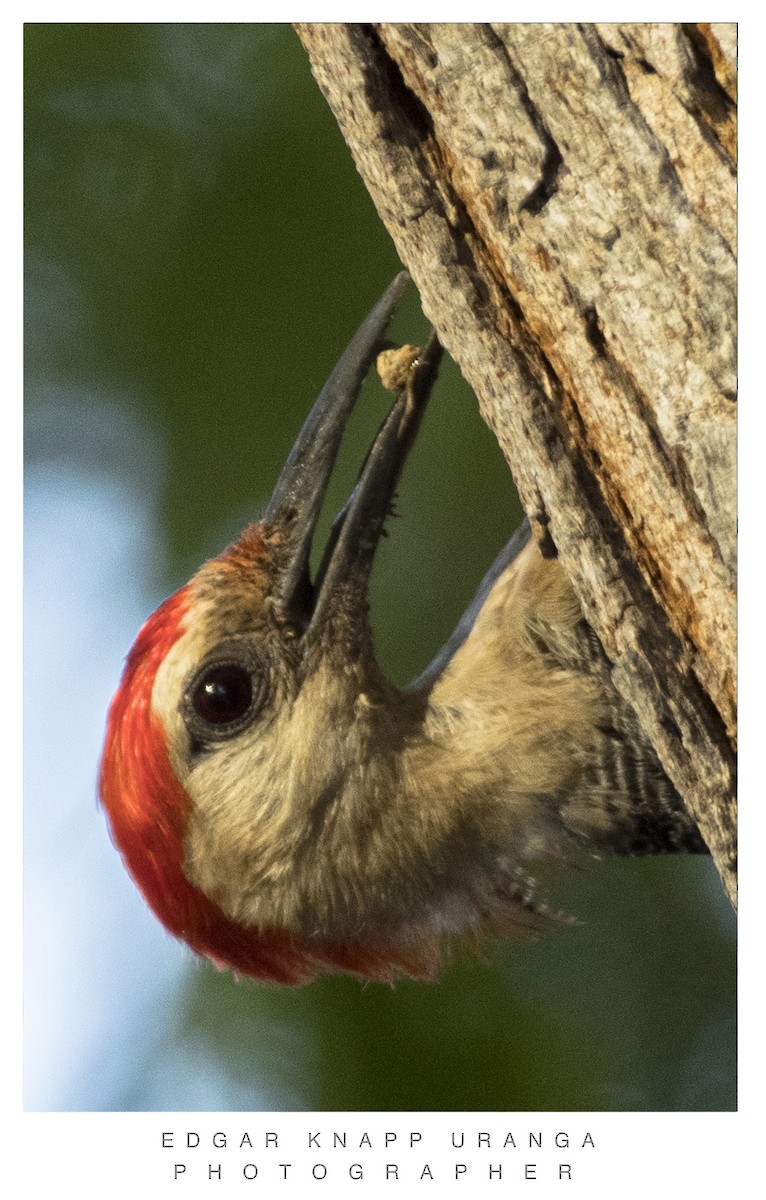 Yucatan Woodpecker - ML620073347
