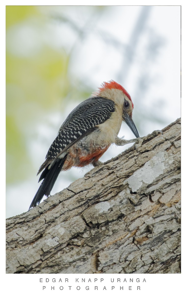 Yucatan Woodpecker - ML620073349