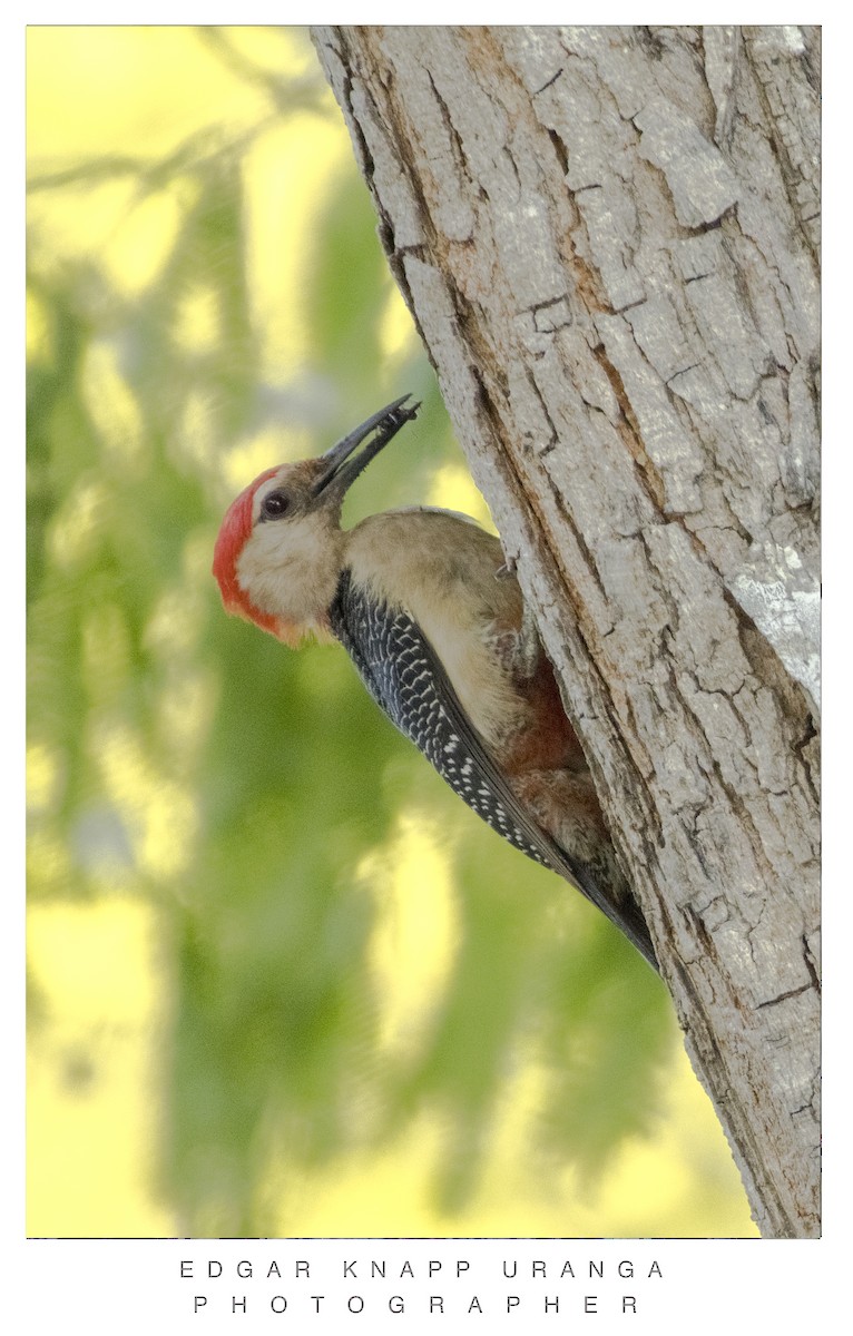 Yucatan Woodpecker - ML620073350