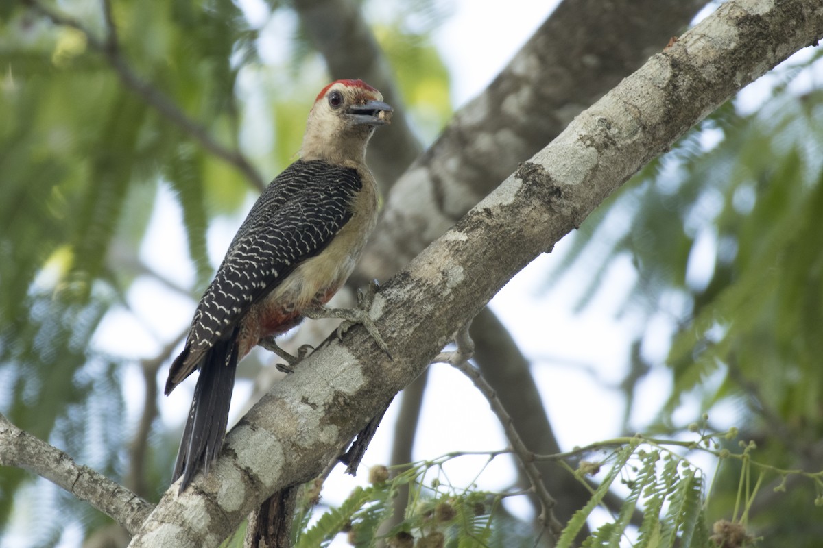 Yucatan Woodpecker - ML620073351