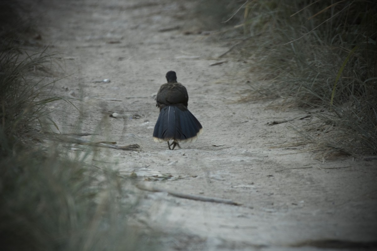 Plain Chachalaca - ML620073356