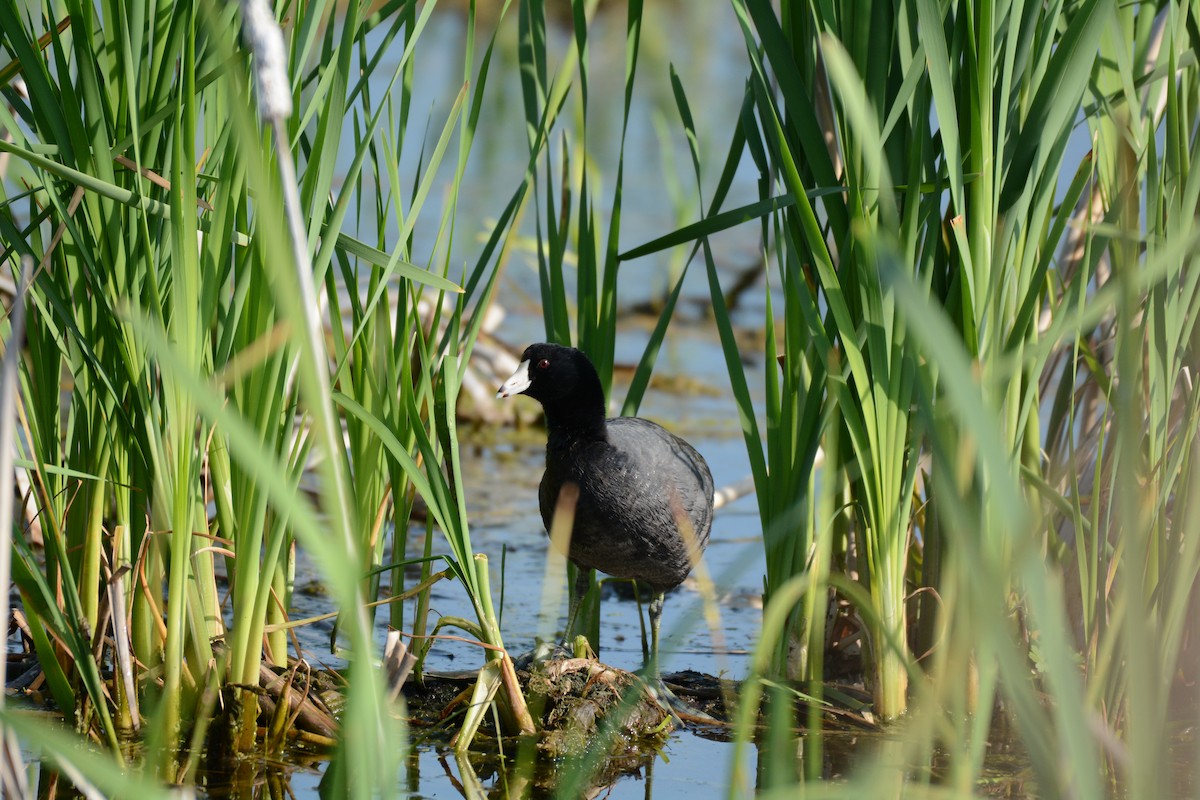 American Coot - ML620073359