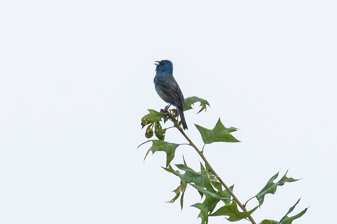 Passerin indigo - ML620073361