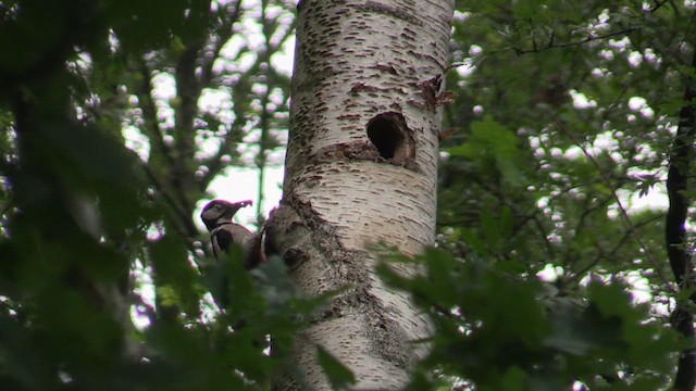Great Spotted Woodpecker - ML620073382