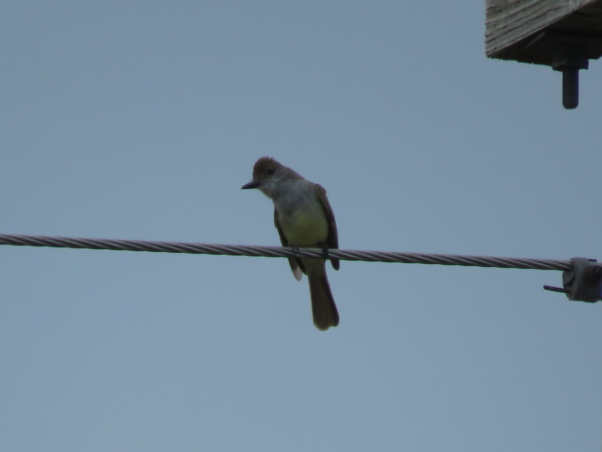 Brown-crested Flycatcher - ML620073393