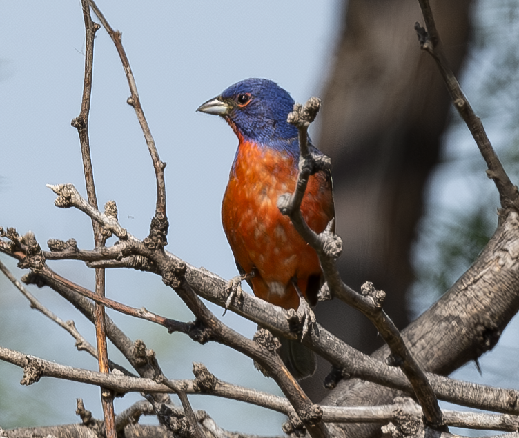 Painted Bunting - ML620073409