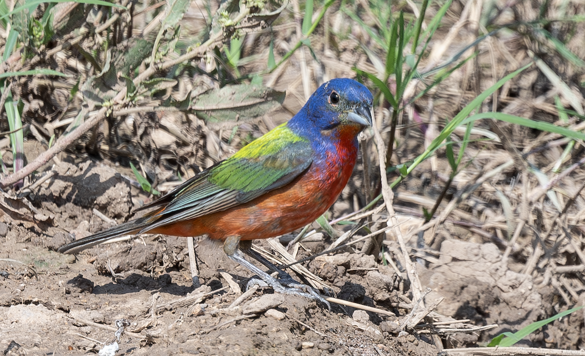 Painted Bunting - ML620073410