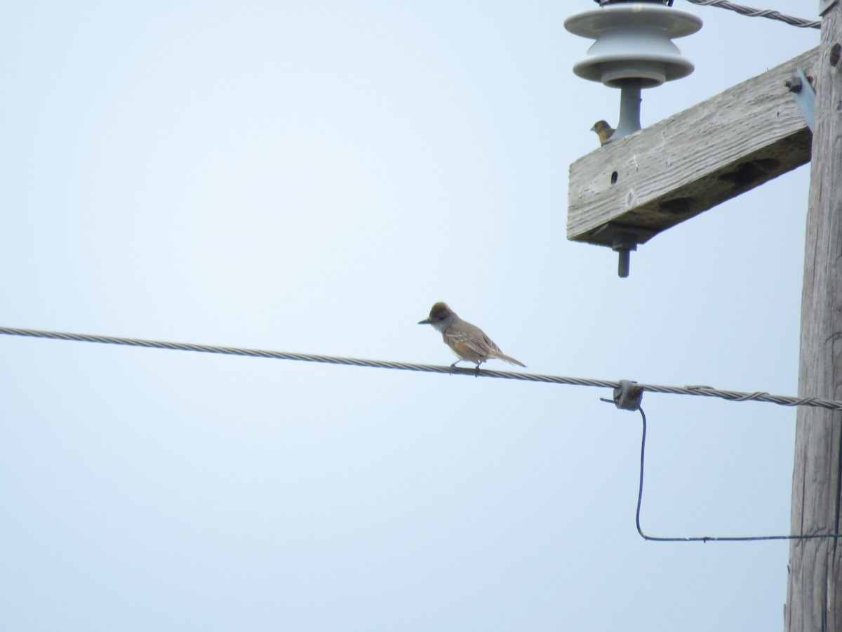 Brown-crested Flycatcher - ML620073416