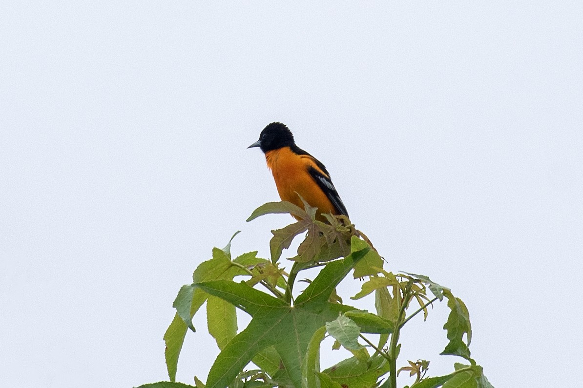 Oriole de Baltimore - ML620073417