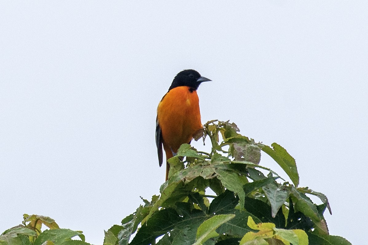 Baltimore Oriole - ML620073418