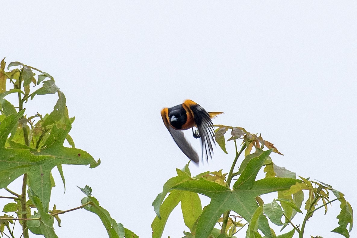 Oriole de Baltimore - ML620073419