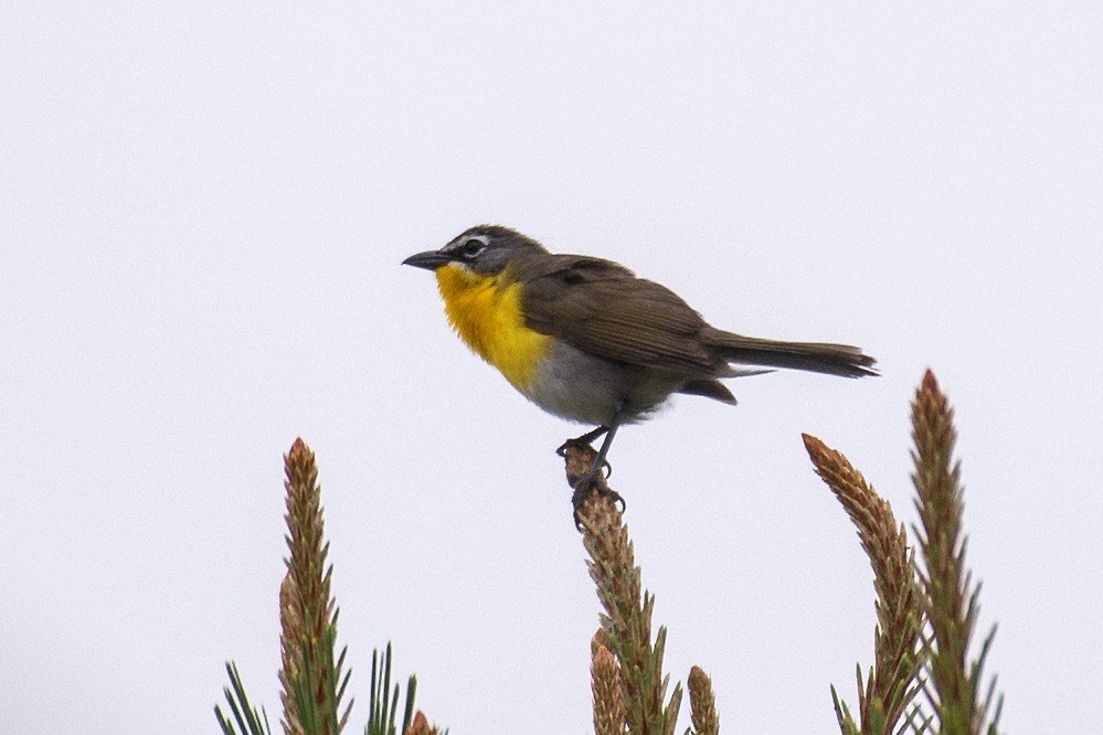 Yellow-breasted Chat (virens) - ML620073430