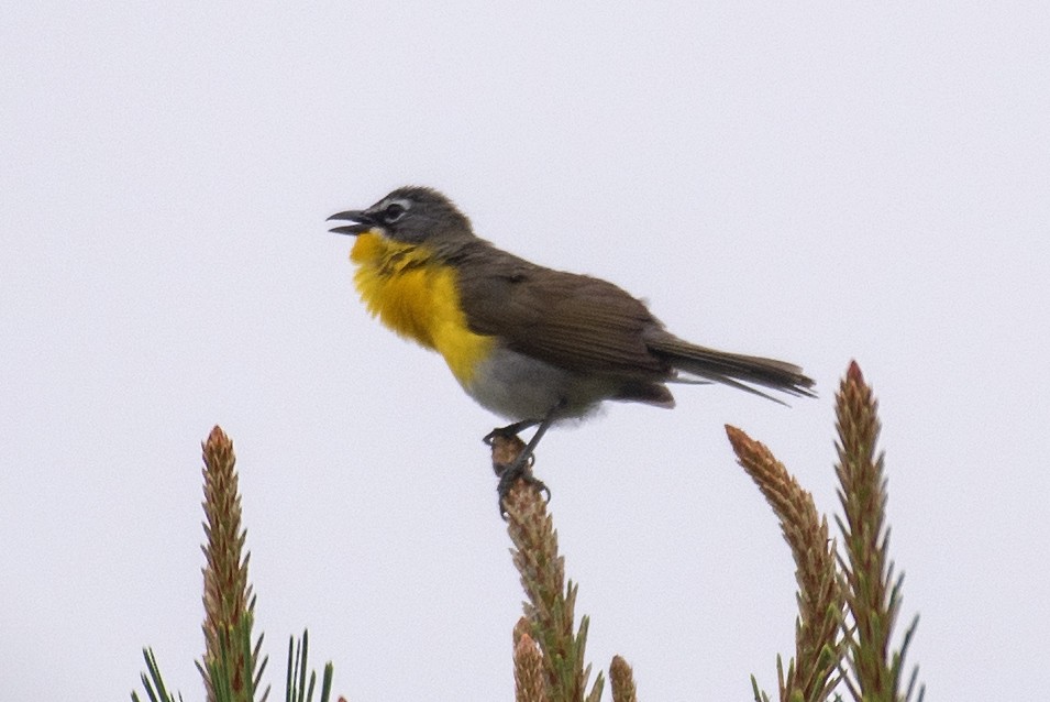 Yellow-breasted Chat (virens) - ML620073431