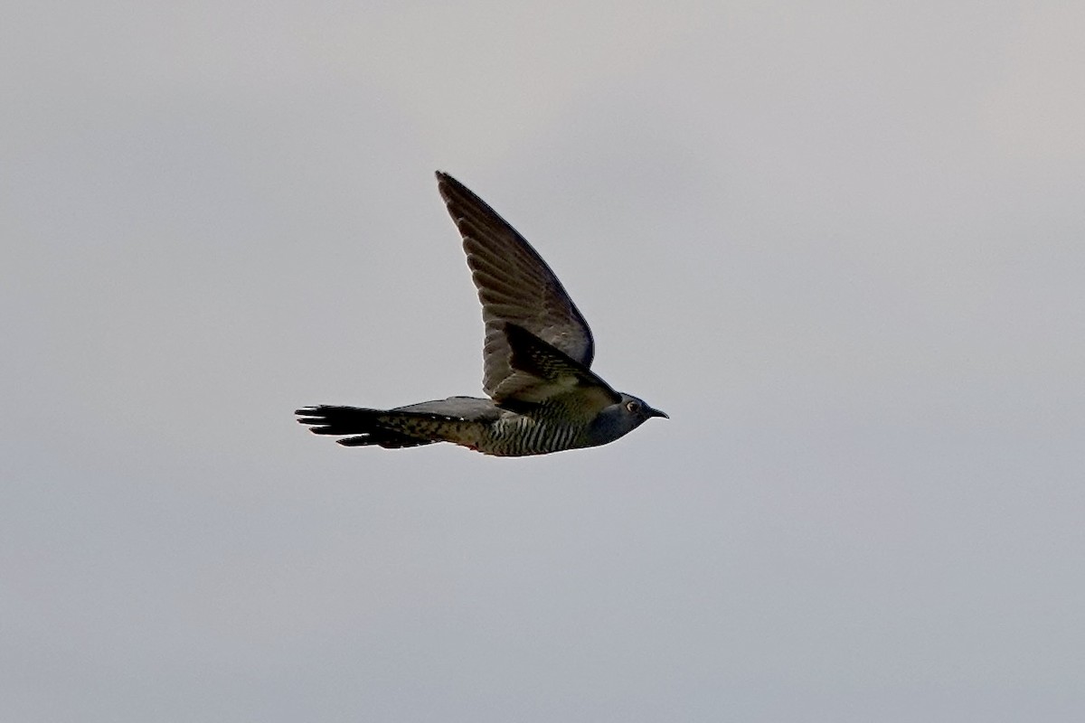 Common Cuckoo - ML620073453