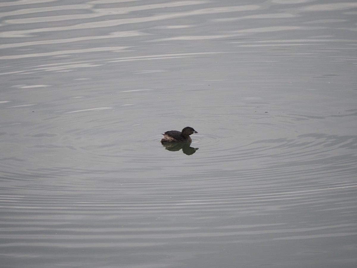 Pied-billed Grebe - ML620073466