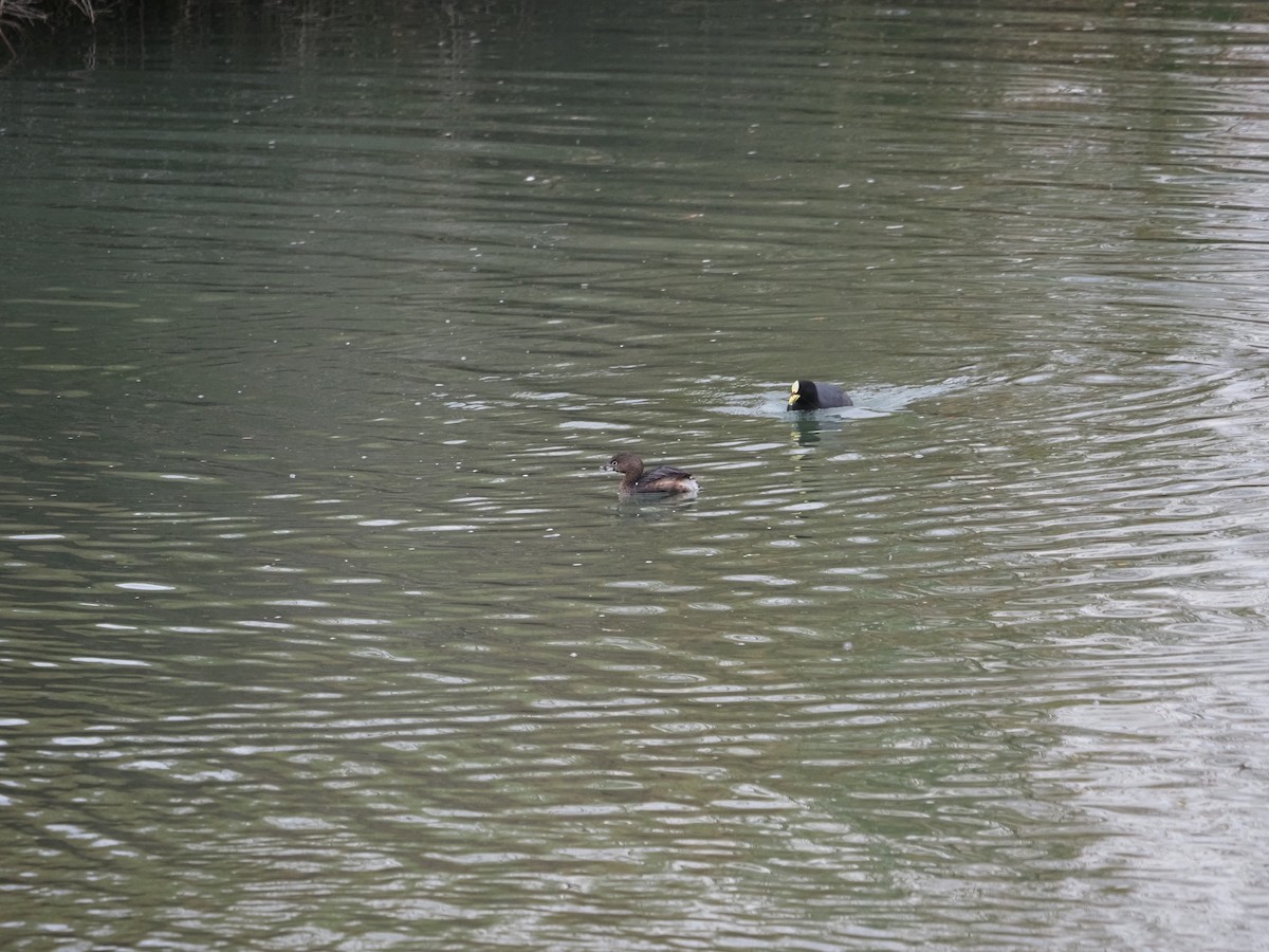 Pied-billed Grebe - ML620073467