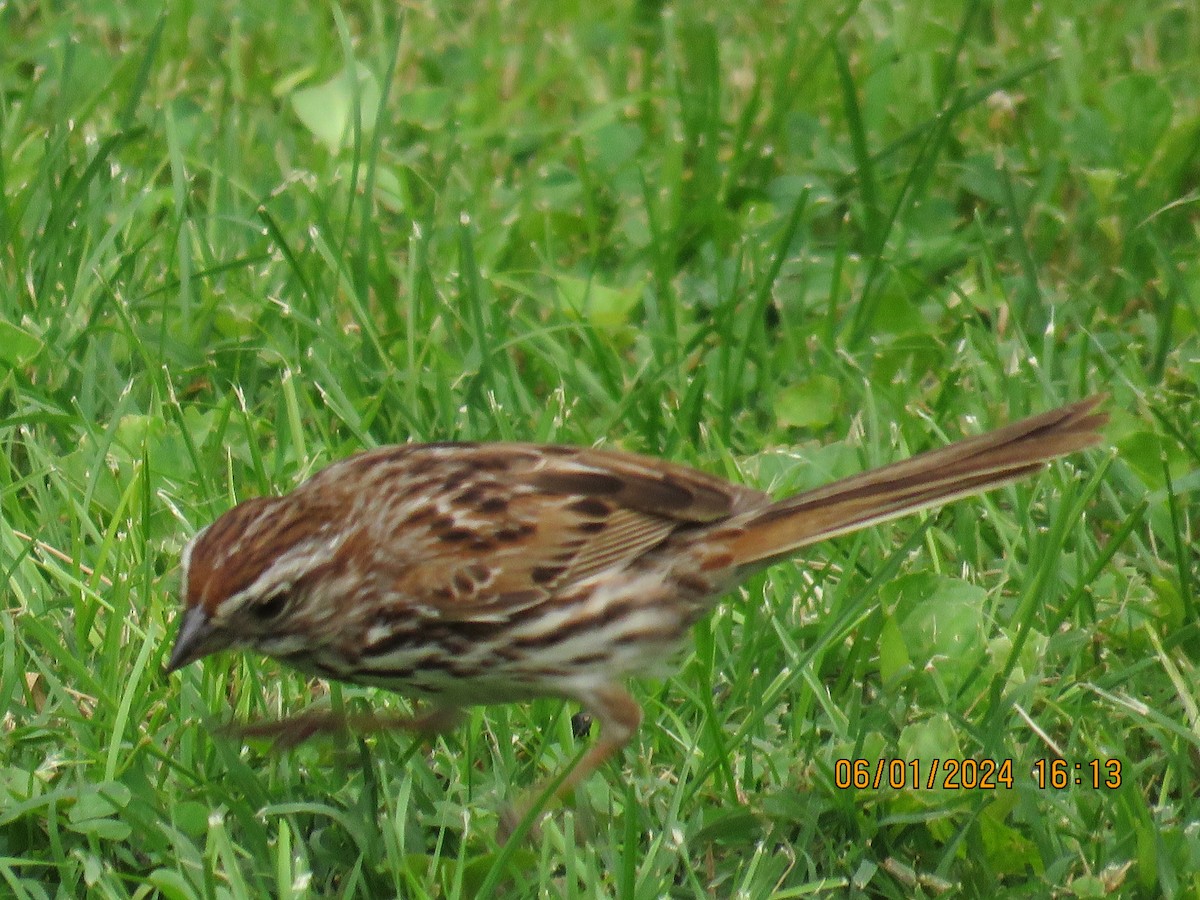 Song Sparrow - ML620073475