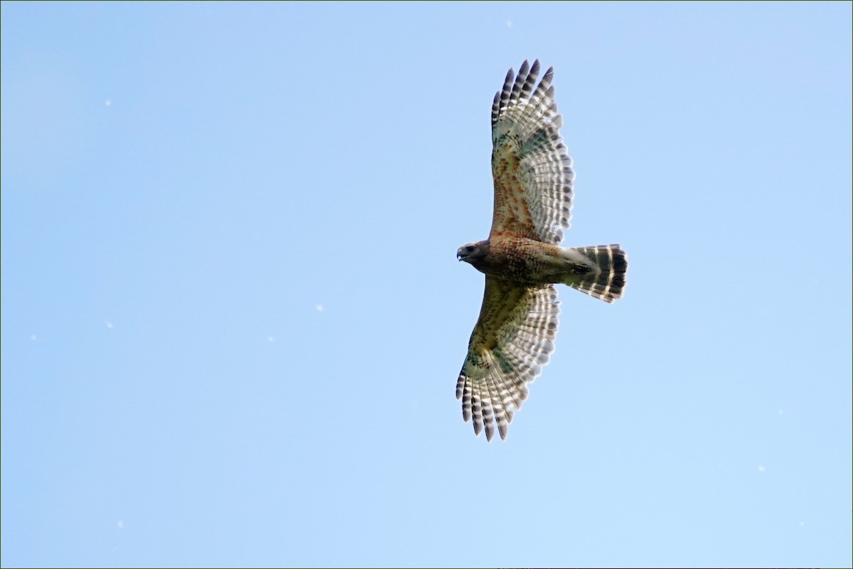 Red-shouldered Hawk - ML620073477