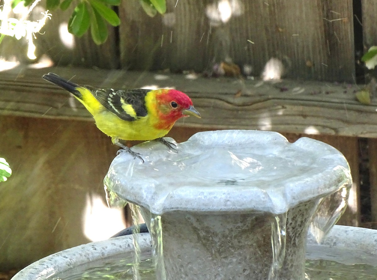 Western Tanager - ML620073480
