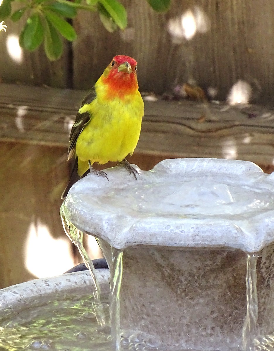 Western Tanager - ML620073481