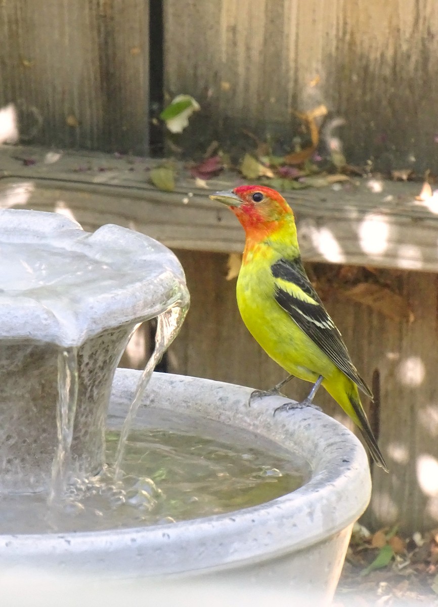 Western Tanager - ML620073482