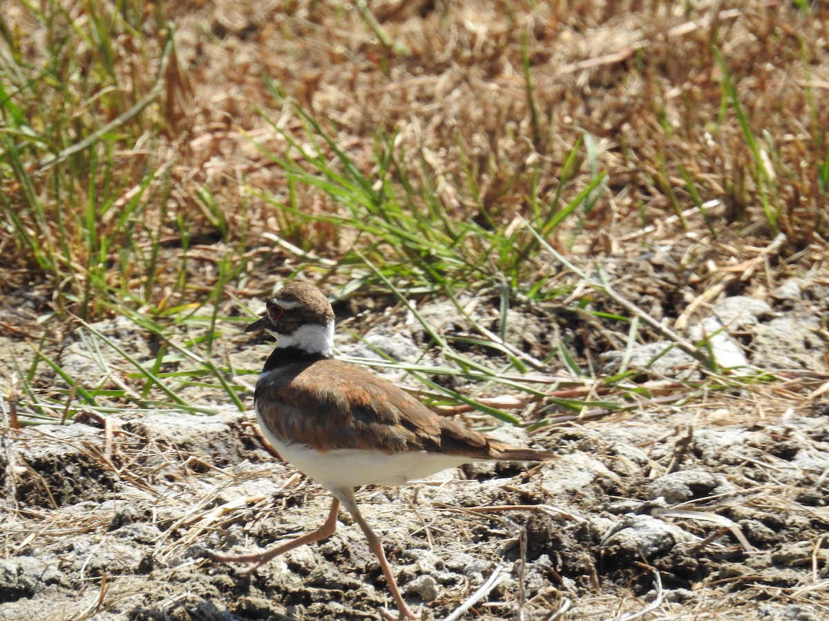 Killdeer - ML620073483