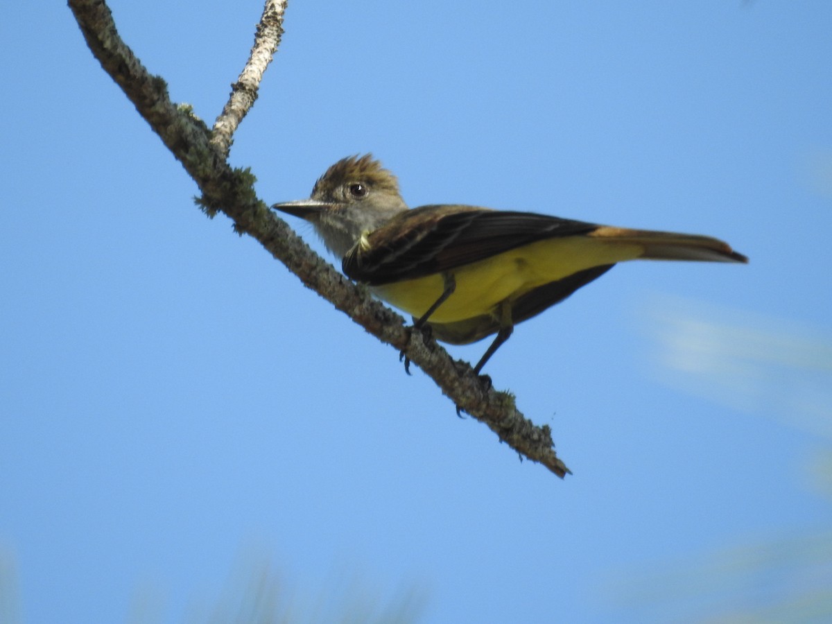 Great Crested Flycatcher - ML620073489