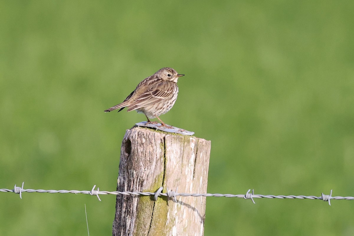 Meadow Pipit - ML620073494