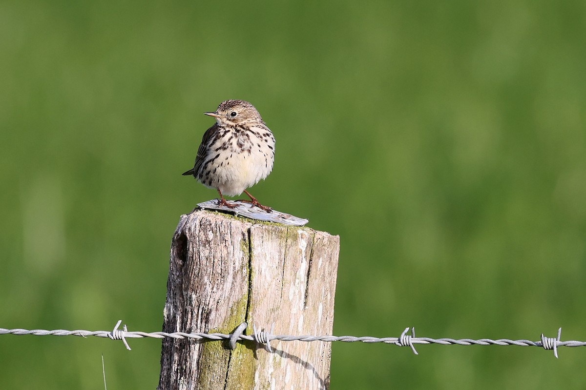 Meadow Pipit - ML620073495