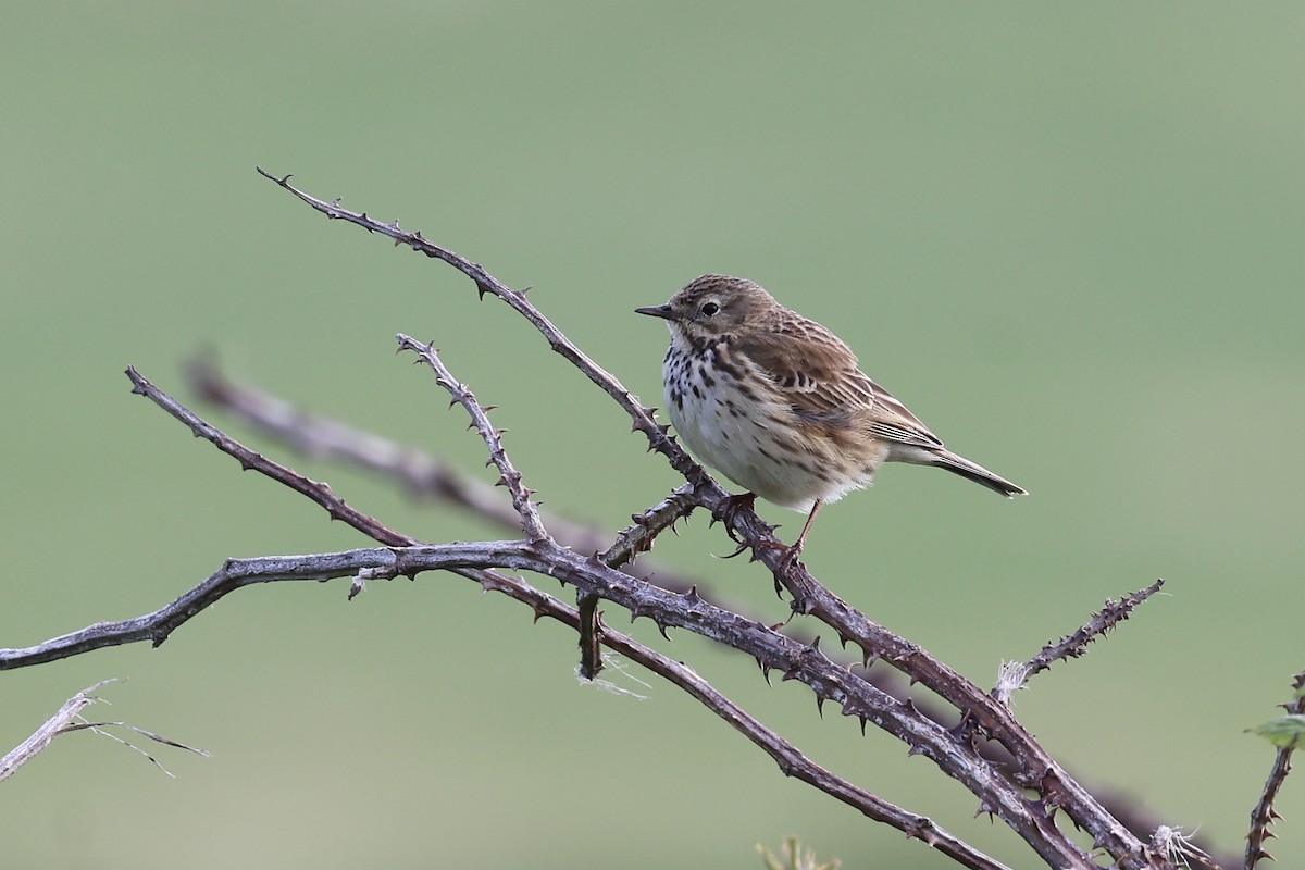 Meadow Pipit - ML620073496