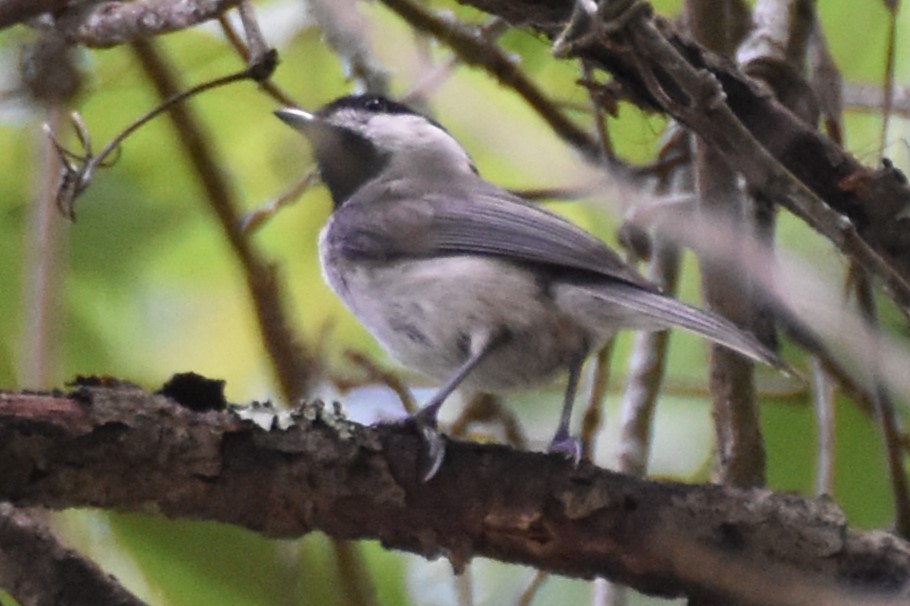 Mésange de Caroline - ML620073501