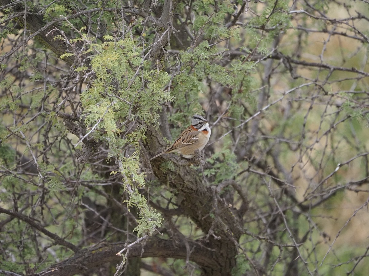 Rufous-collared Sparrow - ML620073522