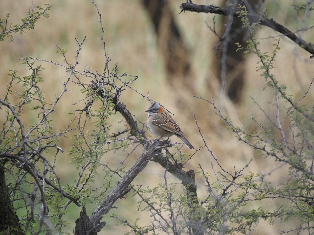 Rufous-collared Sparrow - ML620073523