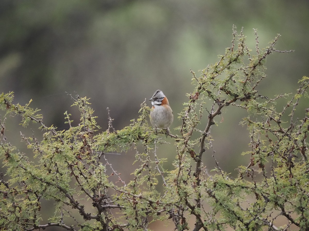 Rufous-collared Sparrow - ML620073524