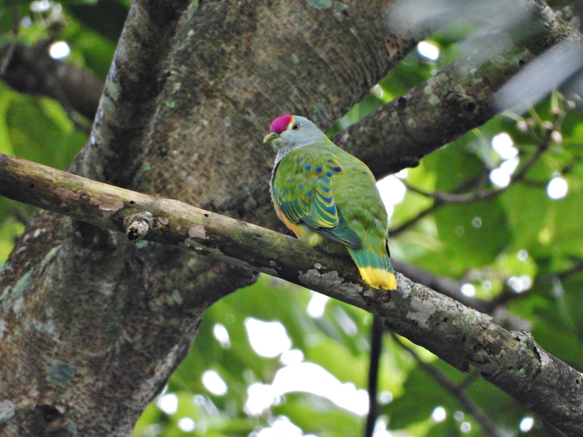 Rose-crowned Fruit-Dove - ML620073528