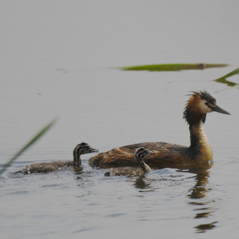 Great Crested Grebe - ML620073546