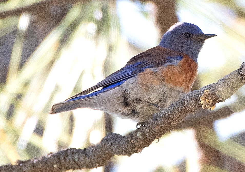 Western Bluebird - ML620073554