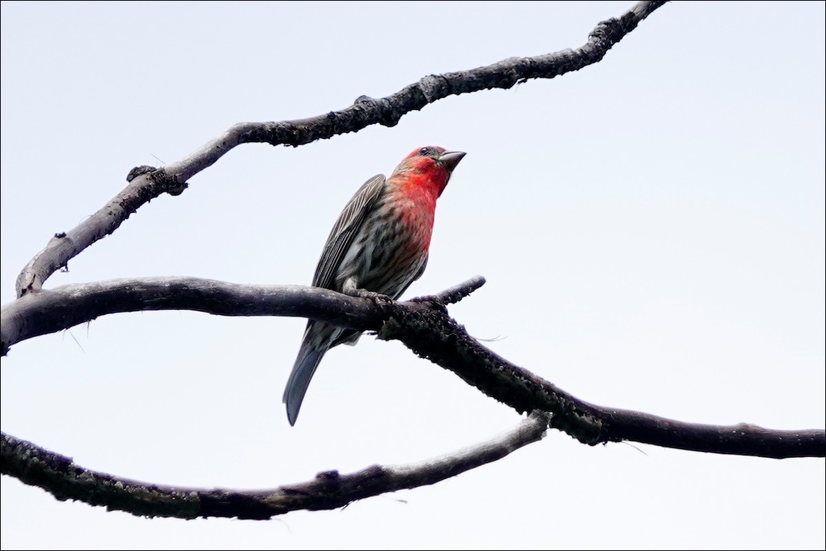 House Finch - ML620073561