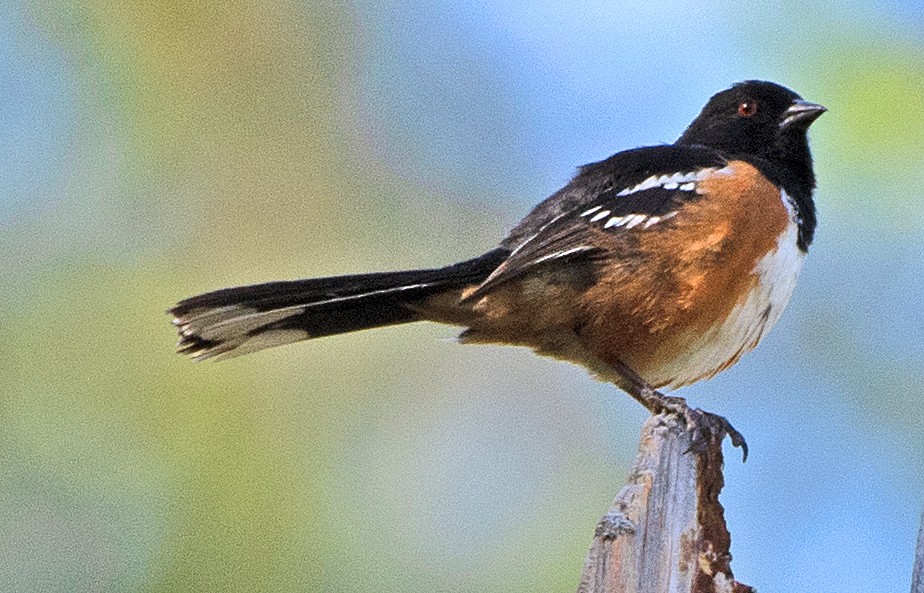 Spotted Towhee - ML620073562