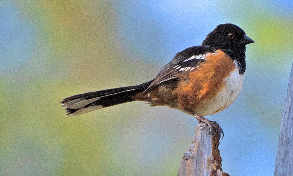 Spotted Towhee - ML620073563